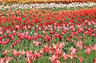 TULIPAN im Frühling im Britzer Garten